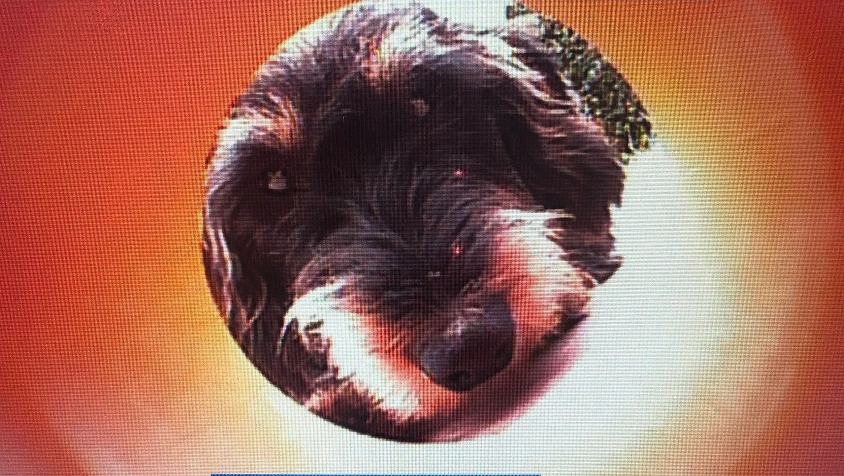 Individuelle Problemlösungen - Willi Kettenfahrgestell